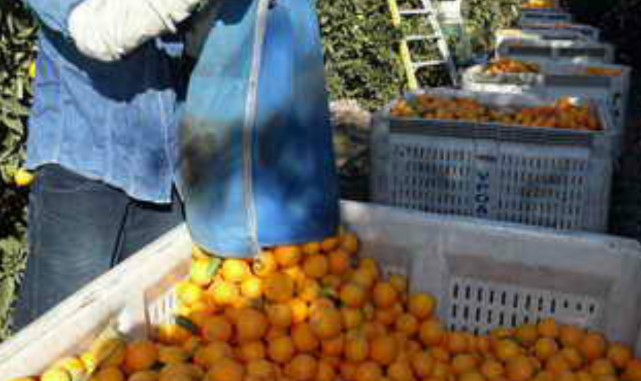 Липса на работна ръка за прибиране на реколтата от цитрусови плодове