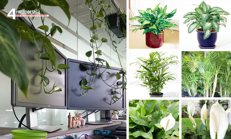 8 растения, които прочистват въздуха у дома и офиса