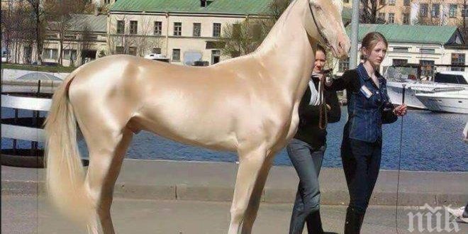 Най-красивият кон в света прилича на изваян от злато. Определено трябва да го видиш!