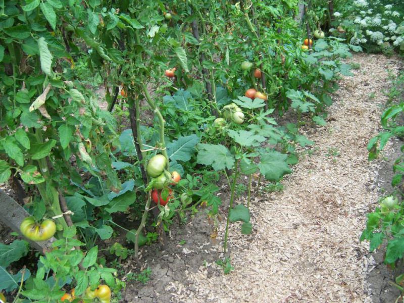 Българин изобрети метод за отглеждане на домати без пръскане с отрови