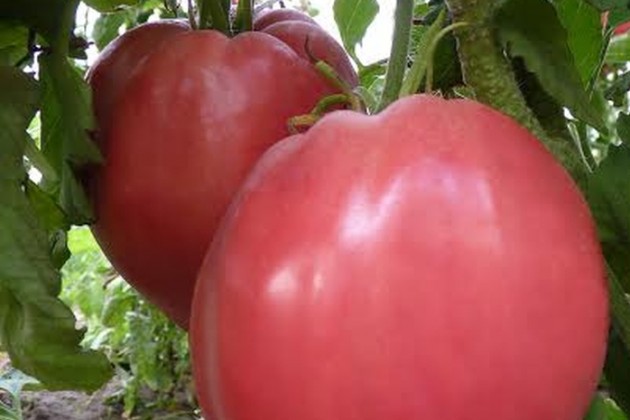 Климатът прави българския домат най-вкусен