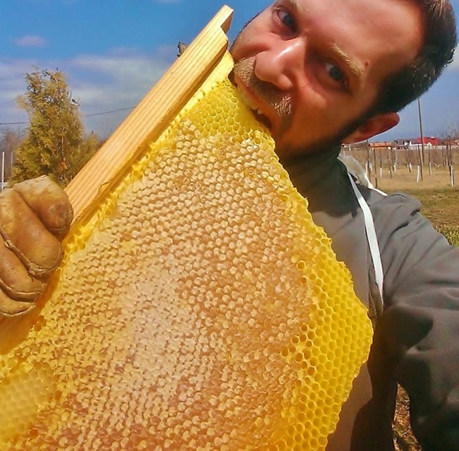Пчелата като домашен любимец
