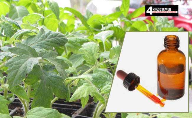 Йодът помага на доматения разсад да расте здрав